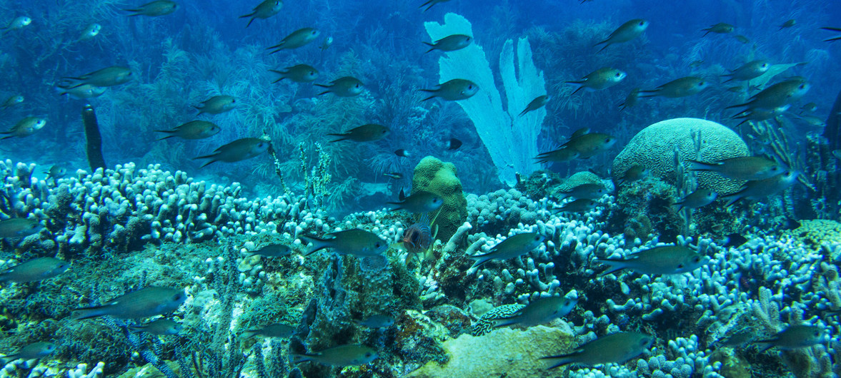 Kadir van Lohuizen/NOOR/PNUE Les écosystèmes des récifs coralliens abritent 25% de la vie marine et nourrissent des centaines de millions de personnes. Un récif en bonne santé dans la baie de Molinere dans une aire marine protégée à Grenade.